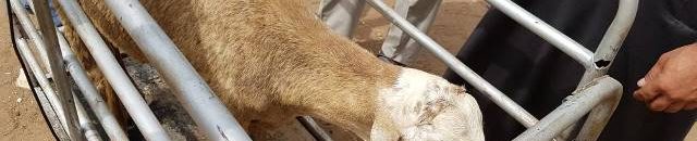 جولة لنائب والي الخرطوم لأسواق الماشية تكشف انهيار اسعار الخراف 10 خروف وزن2