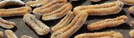 تقديم التنازلات الجنسية طريق الطالبات للتفوق بالجامعات الحكومية السودانية 10 خيار البحر