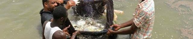 أسماك السودان تجارة رائجة وصيد تقليدي 10 سمك سندس3