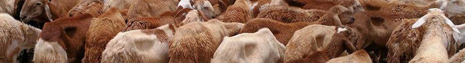 الخراف ليست غبية.. ترى خلفها من دون أن تدير رأسها 10 21034289 2039774866256498 8146421041786856682 n