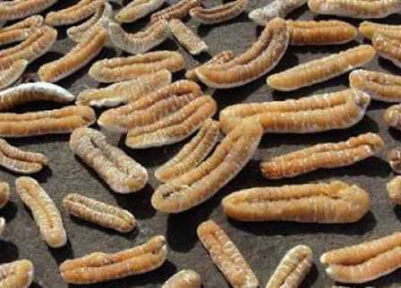 تقديم التنازلات الجنسية طريق الطالبات للتفوق بالجامعات الحكومية السودانية 1 خيار البحر