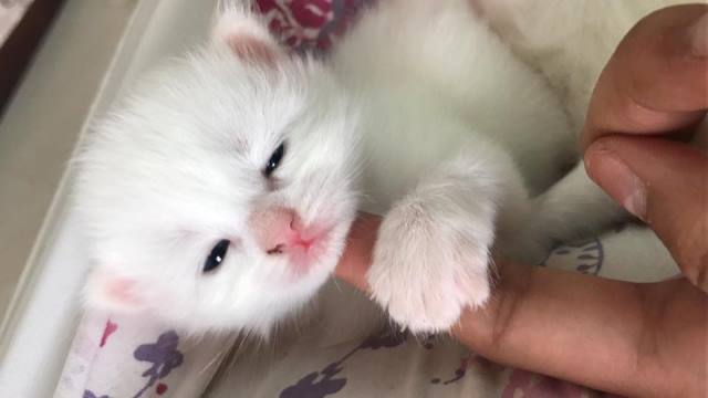 الحسناء لوشي تنشر صور تجمعها مع كديستها وعشرات المتابعين يحكوا تجاربهم في تربية القطط.. صور 2 كديسة لوشي1