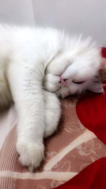 الحسناء لوشي تنشر صور تجمعها مع كديستها وعشرات المتابعين يحكوا تجاربهم في تربية القطط.. صور 3 كديسة لوشي2