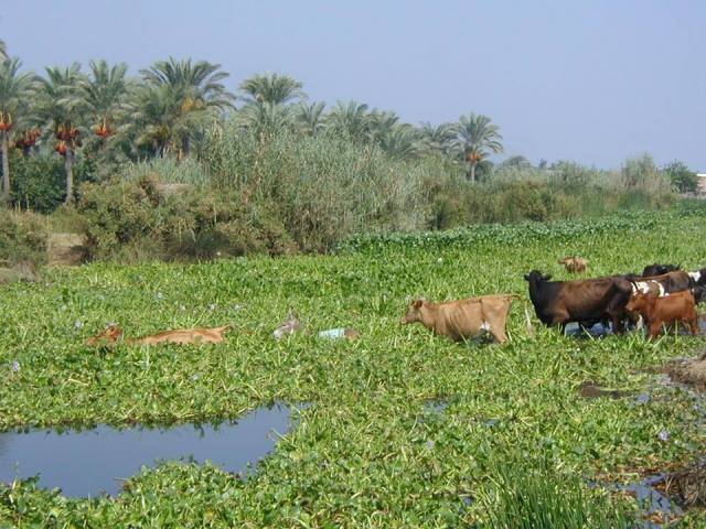 أزمة جديدة تهدد مصر: سد إثيوبي على النيل الأزرق 1 ورد النيل 2