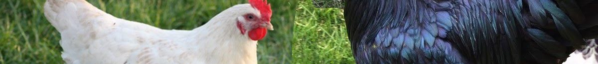 بالفيديو .. شاهد البراءة وهي تنقذ دجاجة من سكين الذابح 10 she