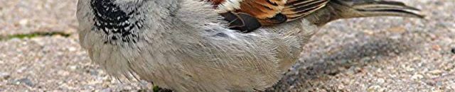 "بوللي".. طائر لم يحصل على الجنسية البريطانية بعد 10 ود ابرق