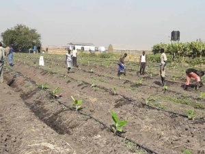 الشركات الاسرائيلية تشارك المجتمعات المحلية في تطوير الزراعة بدولة جنوب السودان 3 ج1