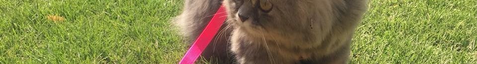 بالفيديو .. رجل يستخدم قطة في غسل سيارته المرسيدس 10 مرشحة الرئاسة السودانية لوشي تفقد قطها المحبب ميشو وتضع عنوان منزلها لأول مرة من أجله