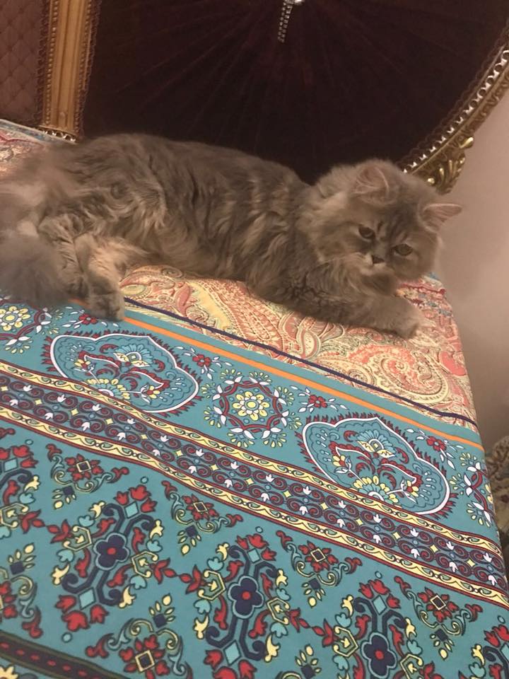 بالصور..مرشحة الرئاسة بالسودان "لوشي" تفقد قطها المحبب "ميشو" وتضع عنوان منزلها لأول مرة من أجله 3 مرشحة الرئاسة السودانية لوشي تفقد قطها المحبب ميشو وتضع عنوان منزلها لأول مرة من أجله2