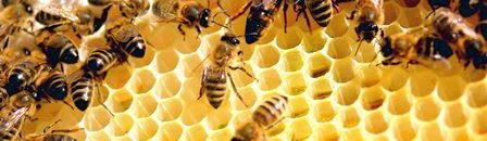 أصاب الجميع بالذهول بعد توقف قلبه ... وفاة شاب بلسعة نحلة 10 نحل