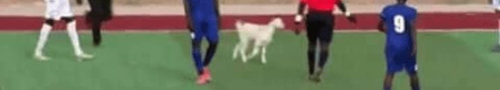 بالصورة: في مشهد طريف ماعز تقتحم الملعب أثناء مباراة الهلال السوداني والشرطة القضارف 10 ماعز