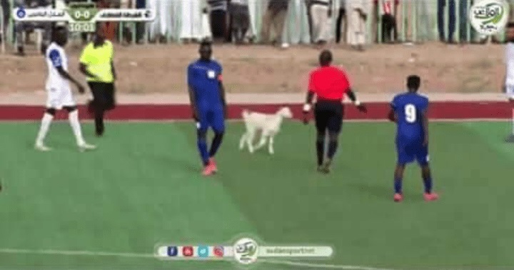 بالصورة: في مشهد طريف ماعز تقتحم الملعب أثناء مباراة الهلال السوداني والشرطة القضارف 1 ماعز