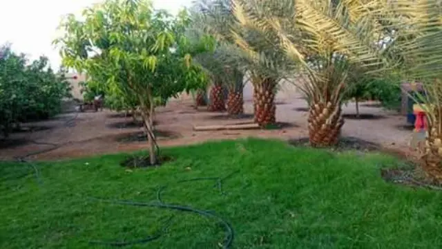 جنة