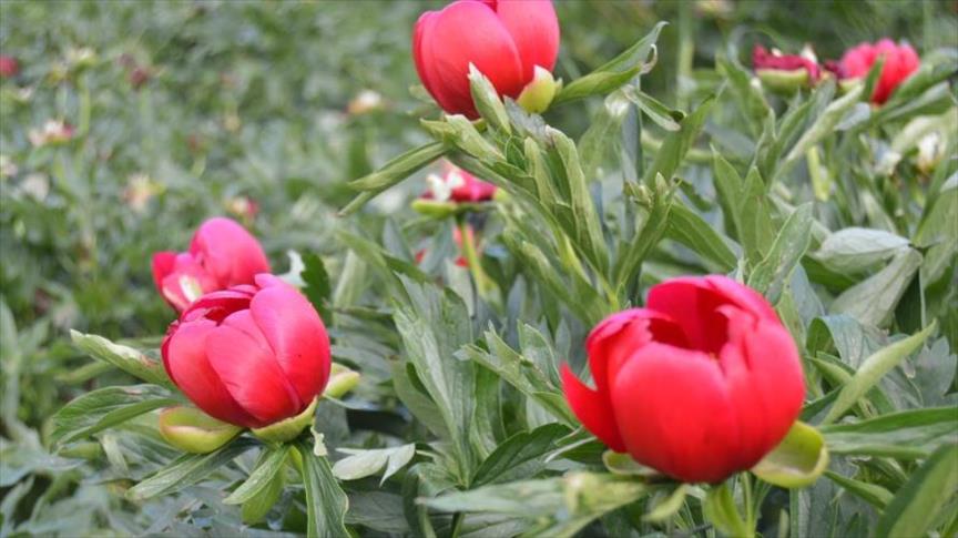 مشاركة السودان بالمنتدى رفيع المستوى للاقتصاد الأخضر 1 زهرة القمر