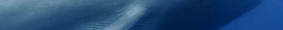 الحوت الأزرق