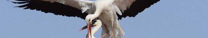 بعد وصوله السودان .. طائر يتسبب بفاتورة هاتفية باهظة 10 لقلق