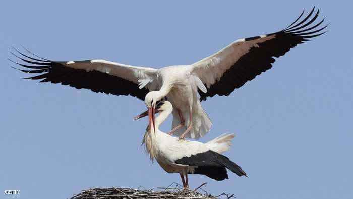 بعد وصوله السودان .. طائر يتسبب بفاتورة هاتفية باهظة 1 لقلق