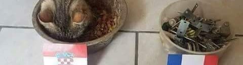 قط يرشح كرواتيا للفوز بكأس العالم