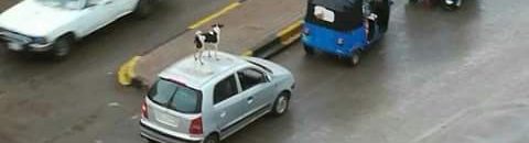 الخرطوم..الطرق والجسور تشرع في تزيين وإنارة الجسور 10 كلب الخرطوم