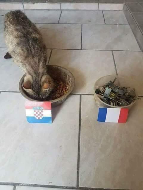 قط يرشح كرواتيا للفوز بكأس العالم