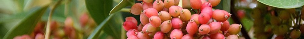 بديل مذهل للقهوة والشاي 10 كاسينا