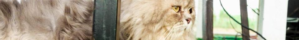 لوشي وقطها ميشو3