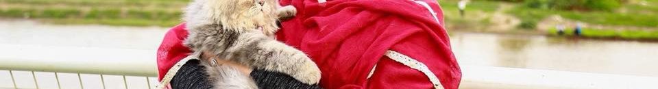 سارة طه تهاجم "لوشي": هذه (المعتوهة) تحمل "الكديسة" على صدرها وتعليقات الشباب (ياريتني أكون الكديسة دي) 10 لوشي وميشو