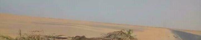 بالصورة: تفاصيل مُثيرة لقصة شجرة “دوم” شمالي السودان سُمِّيت “بمثلث برمودا” يسكنها "جان"، عجز عن إقتلاعها “بلدوزر” 10 ارقي