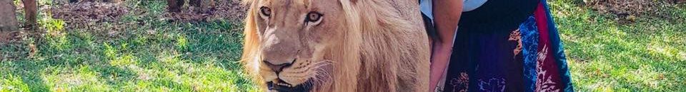 (أسد علينا وعلى رفيدة نعامة) ردود أفعال واسعة لخبر ترويض الإعلامية الشهيرة لأسد خطير 10 رفيدة اسد2