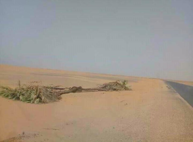 بالصورة: تفاصيل مُثيرة لقصة شجرة “دوم” شمالي السودان سُمِّيت “بمثلث برمودا” يسكنها "جان"، عجز عن إقتلاعها “بلدوزر” 1 ارقي