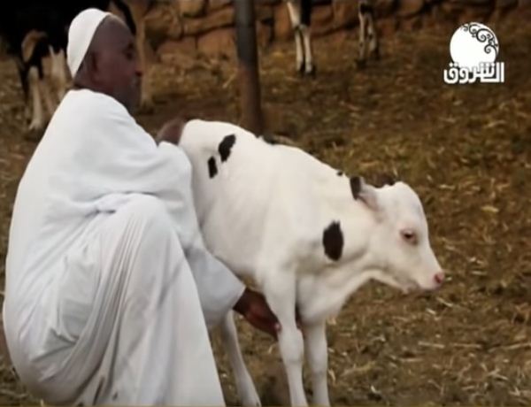 عجلة يتيمة تحول حياة صاحبها السوداني من رجل بسيط لمليونير