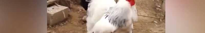 من يقنع الديك القحتاوي بأن مياه التحول قد جرت تحت جسر التقاطعات السياسية؟ 10 اكبر ديك