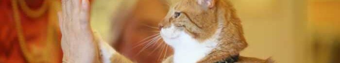 هل تشكّل القطط المنزلية خطراً في نقل إنفلونزا الطيور؟ 10 قطة