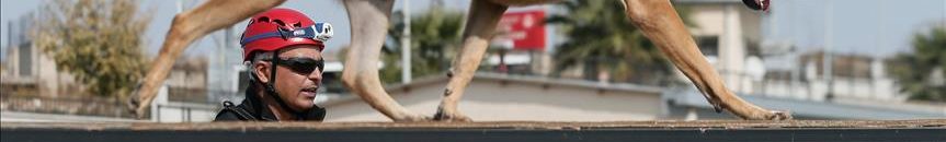 أحدث صيحات البحث عن الفيروس .. تدريب كلاب لاكتشاف الإصابات بكورونا 10 كلاب