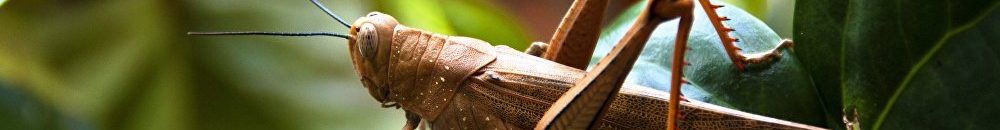 أسر متعففة تستعين بـ(الجراد) لإسكات صرخات الجوع 10 جراد