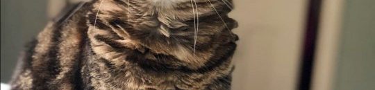 سيناريو مرعب.. دولة كانت على وشك إبادة جميع القطط في البلاد لسبب غريب 10 قطة حولة