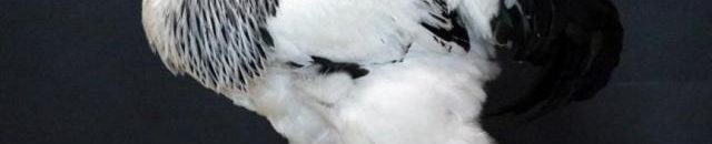 مزارع يغذي الدجاج بالمخدرات.. وهذا هو مصيره 10 دجاج تركي