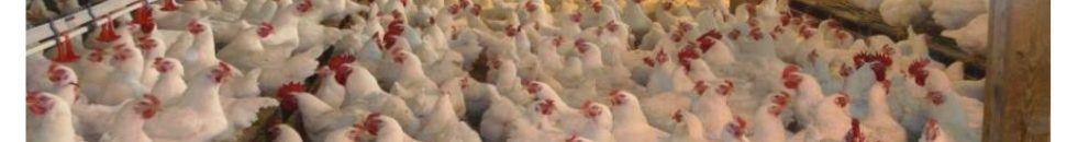 إفريقيا العالمية تكتفي ذاتيا وتقدم منتجاتها للجمهور 10 IMG 20190222 182750