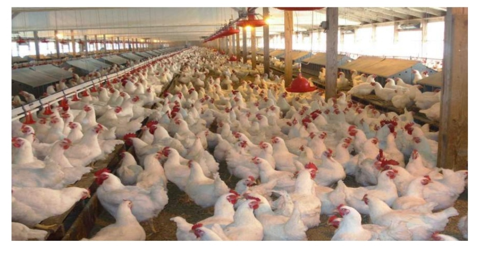 إفريقيا العالمية تكتفي ذاتيا وتقدم منتجاتها للجمهور 1 IMG 20190222 182750