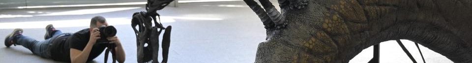 نوع جديد من الديناصورات في الأرجنتين.. بشوك على ظهره 10 cdc444ea 795c 4d2c b262 b12429b91a0b 16x9 1200x676