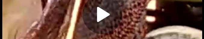 ردود أفعال غاضبة وتفسيرات خطيرة من رواد مواقع التواصل لفيديو "بائع الخضار" الذي تحرش بفتاة برضائها في الشارع العام 10 بتاع الخضار