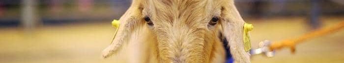 عنزة نوبية.. عمدة في فير هافن الأميركية 10 عنزة