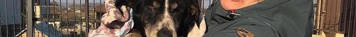 بين الفرح والرعب.. كلب ينبش قبره ويعود لأصحابه 10 الكلب العائد