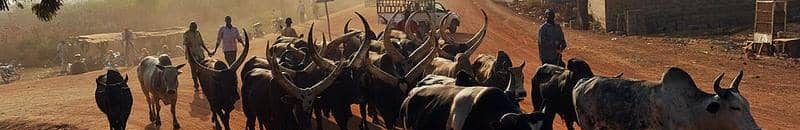 كاردينال يترأس قداساً في جنوب السودان لأجل السلام والمصالحة 10 جنوب السودان