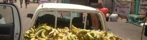 اكاديميون و زراعيون يتوقعون إنعدام سلعة الموز بالبلاد 10 موز