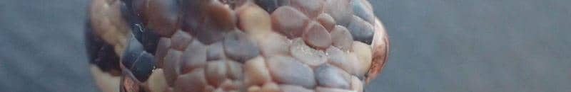 استقلت طائرة وسافرت.. رحلة الأفعى المغامرة تنتهي بـ"الإعدام" 10 افعى