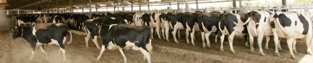 بالفيديو .. أغلى بقرة فى العالم ما هي حكايتها؟ 11 بقر - ابقار