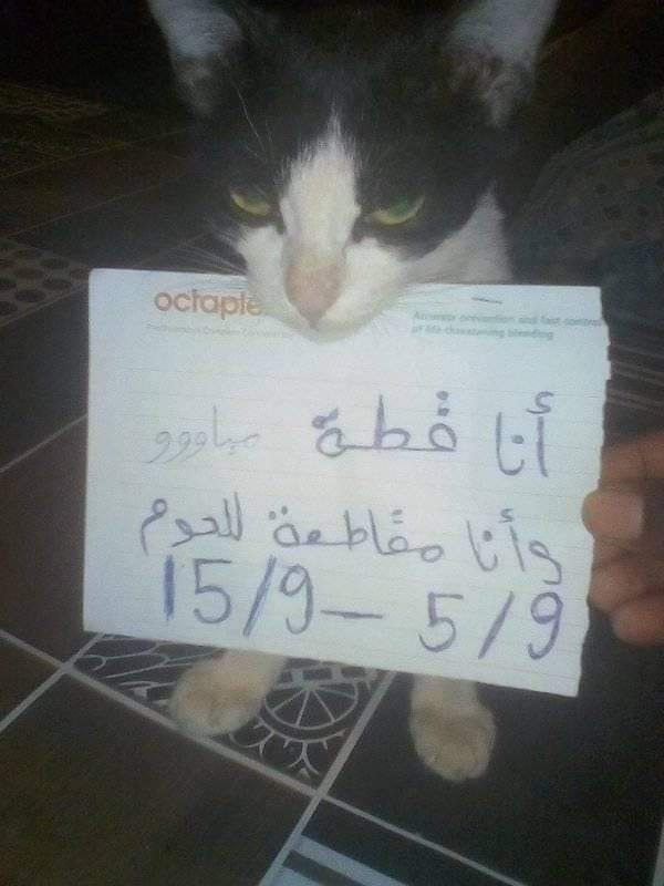 قطة سودانية