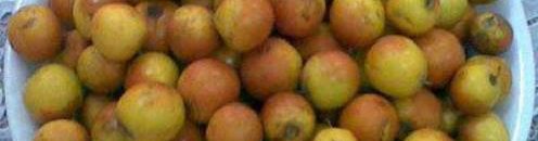 أسباب خطيرة تدفعك لعدم تناول ثمرة النبق 10 نبق