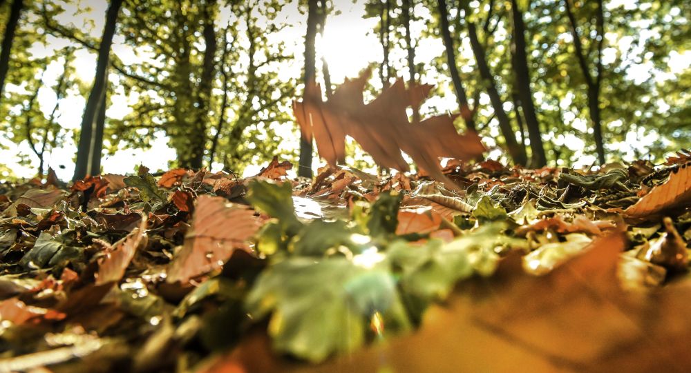 دول عربية تعمل بالتوقيت الشتوي من الأسبوع المقبل... تعرف عليها 1 1036130151